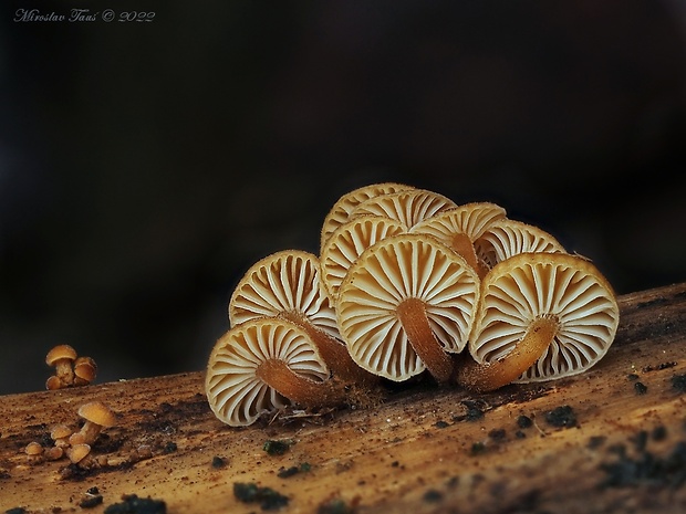 plamienka Flammulina sp.