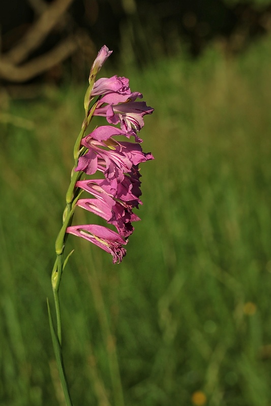 mečík škridlicovitý Gladiolus imbricatus L.