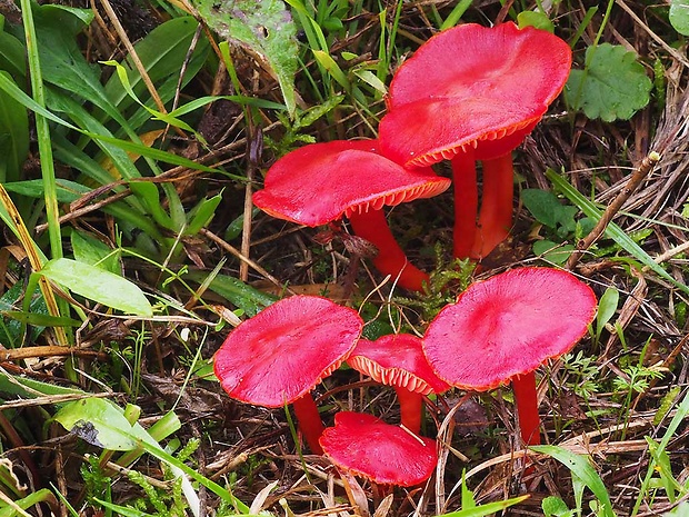 lúčnica šarlátová Hygrocybe coccinea (Schaeff.) P. Kumm.