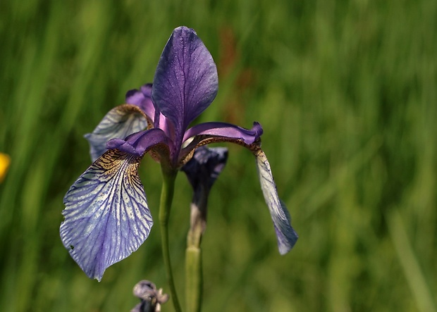 kosatec sibírsky Iris sibirica L.