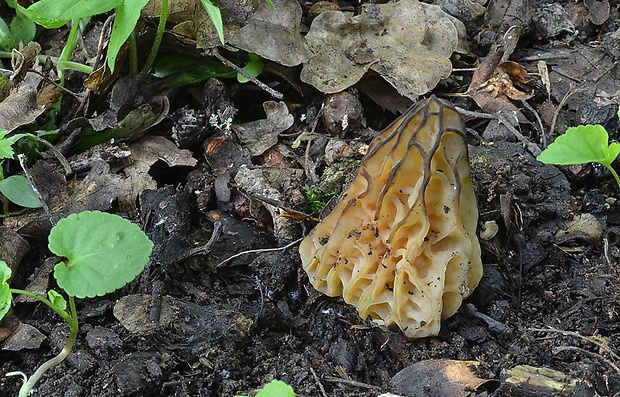 smrčok hybridný Morchella semilibera DC.