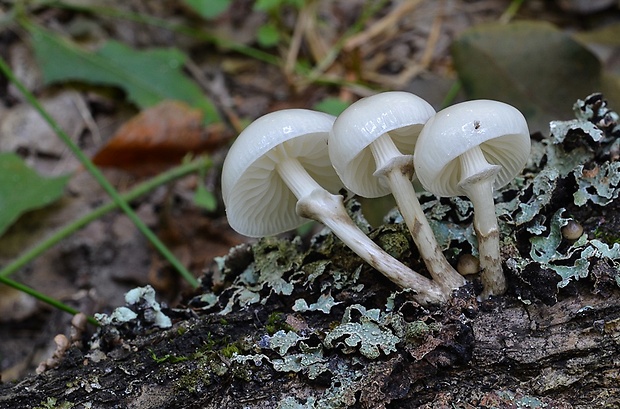 sliznačka obyčajná Mucidula mucida (Schrad.) Pat.