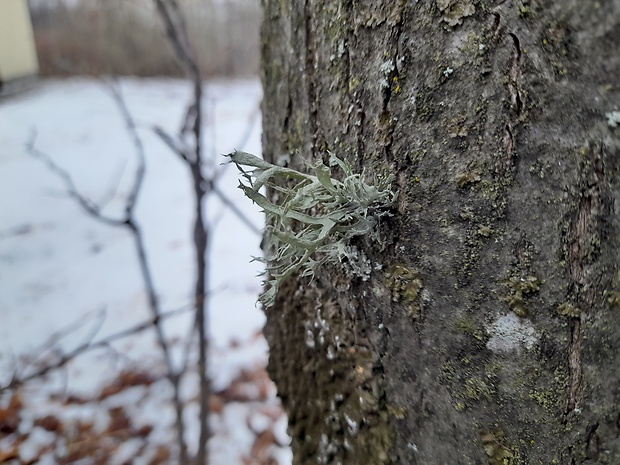 stužkovec Ramalina sp.