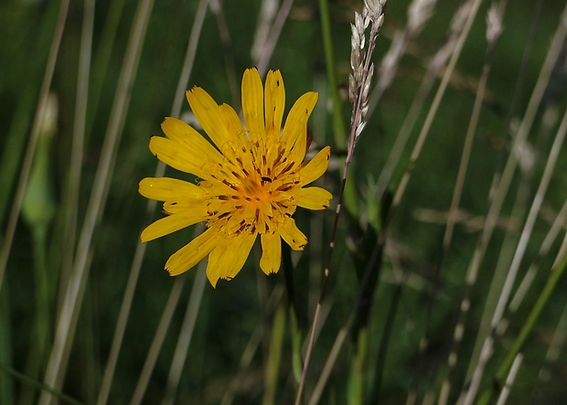 kozobrada lúčna Tragopogon pratensis L.