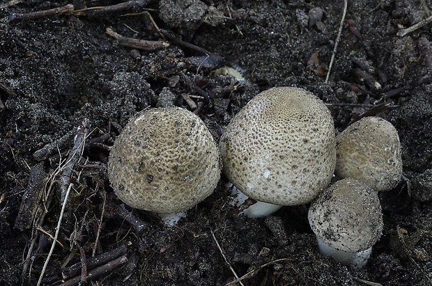 pečiarka Agaricus moelleri Wasser