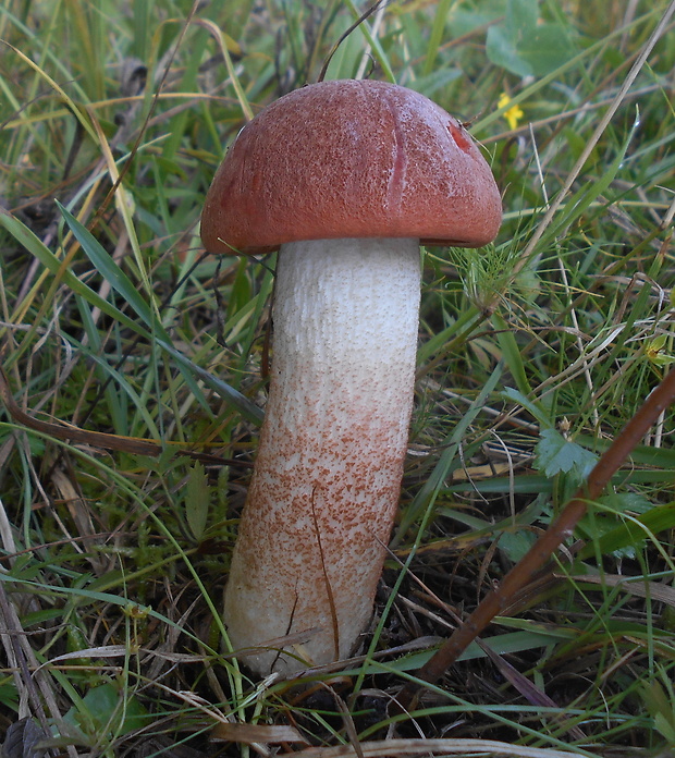 kozák dubový Leccinum aurantiacum (Bull.) Gray