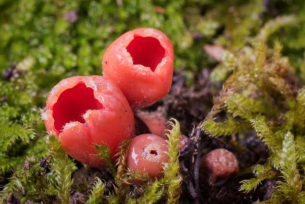 ohnivček zimný Microstoma protractum (Fr.) Kanouse