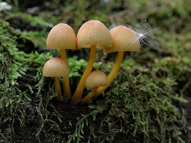 prilbička žltohlúbiková Mycena renati Quél.