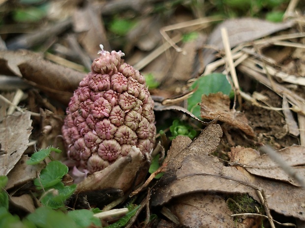 deväťsil lekársky Petasites hybridus (L.) P. Gaertn., B. Mey. et Scherb.