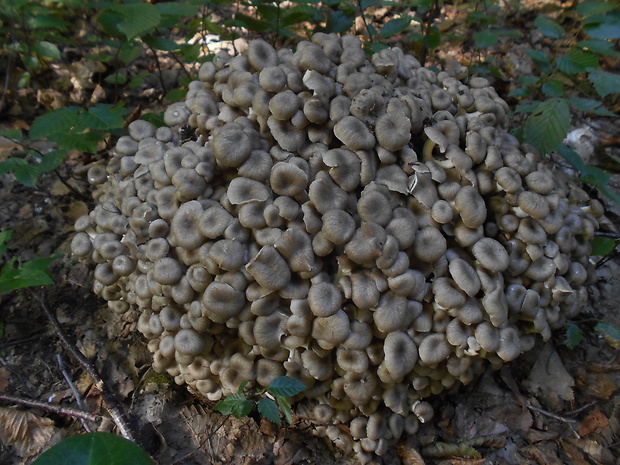 trúdnik klobúčkatý Polyporus umbellatus (Pers.) Fr.