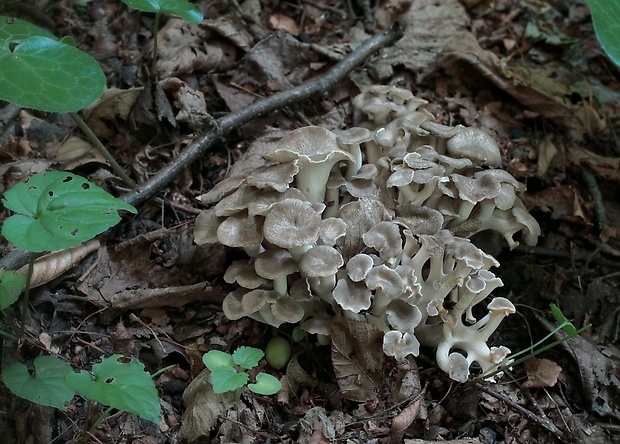 trúdnik klobúčkatý Polyporus umbellatus (Pers.) Fr.