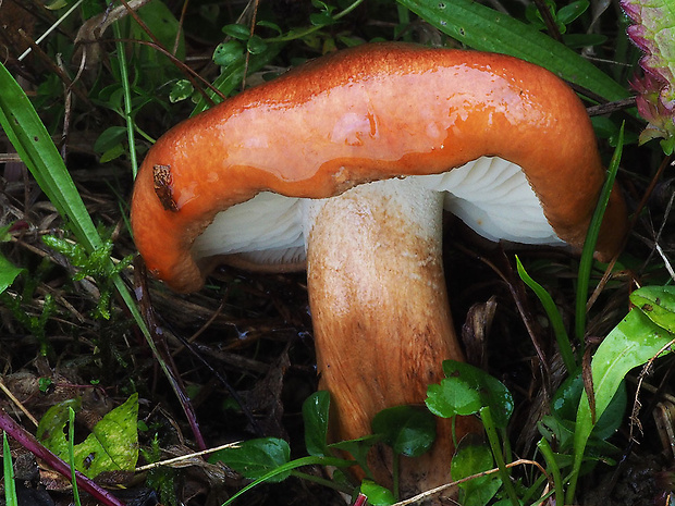 čírovka slizká Tricholoma ustaloides Romagn.