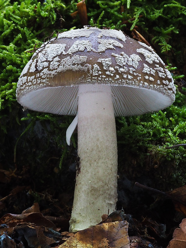 muchotrávka hrubá Amanita excelsa (Fr.) Bertill.