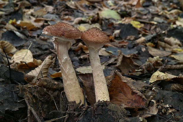 podpňovka Armillaria sp.