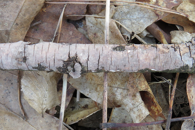 kornatka popolavá Peniophora cinerea (Pers.) Cooke