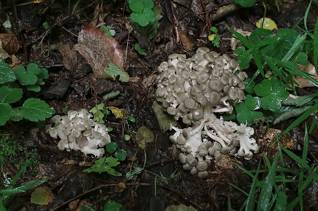 trúdnik klobúčkatý Polyporus umbellatus (Pers.) Fr.