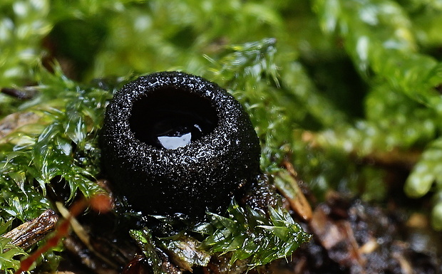 misôčka Pseudoplectania sp.