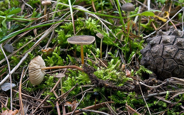 peniazočka horkastá Strobilurus tenacellus (Pers.) Singer