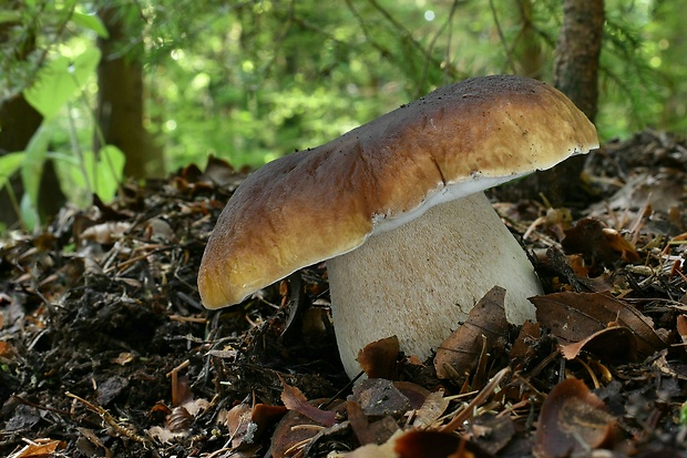 hríb smrekový Boletus edulis Bull.