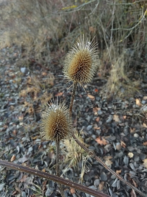 štetka lesná Dipsacus fullonum L.