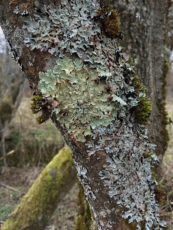 diskovka kučeravá Flavoparmelia caperata (L.) Hale