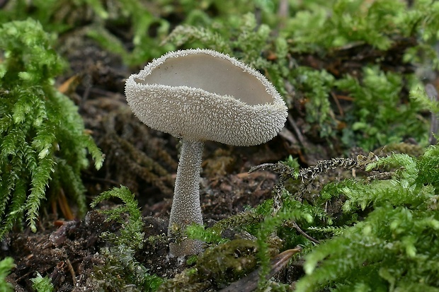 chriapač brvitý Helvella macropus (Pers.) P. Karst.