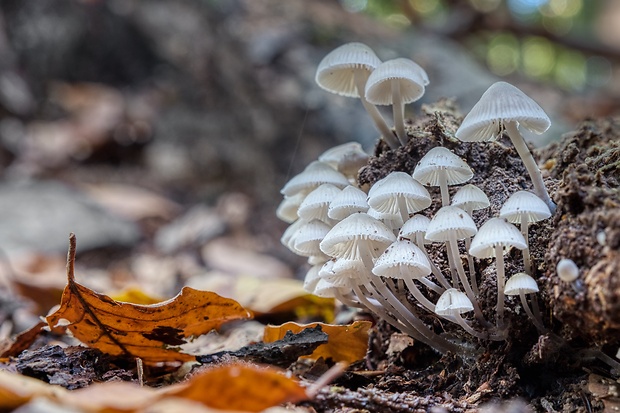 prilbička olivovožltá Mycena arcangeliana Bres.