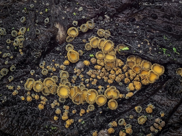 lachnetka vosková Neodasyscypha cerina (Pers.) Spooner