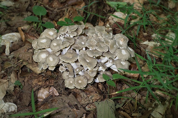 trúdnik klobúčkatý Polyporus umbellatus (Pers.) Fr.