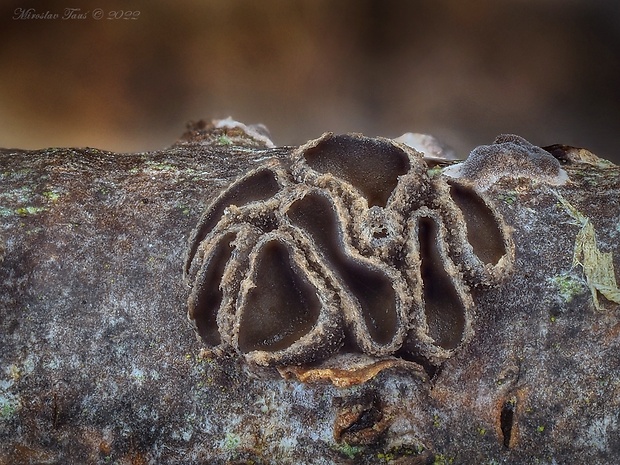 dutinovka Sclerencoelia sp.