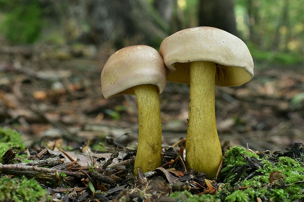 čírovka ružovohnedá Tricholoma bufonium (Pers.) Gillet