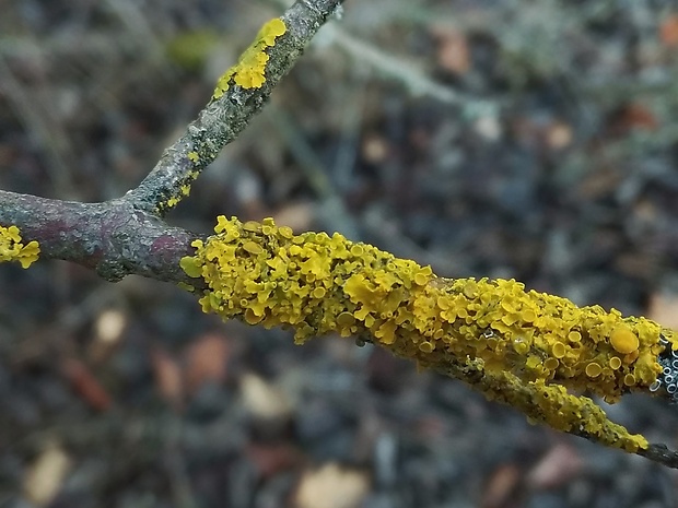 diskovník múrový Xanthoria parietina var. parietina (L.) Th. Fr.