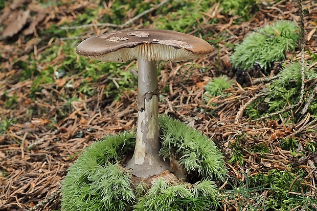 muchotrávka porfýrovosivá Amanita porphyria Alb. & Schwein.