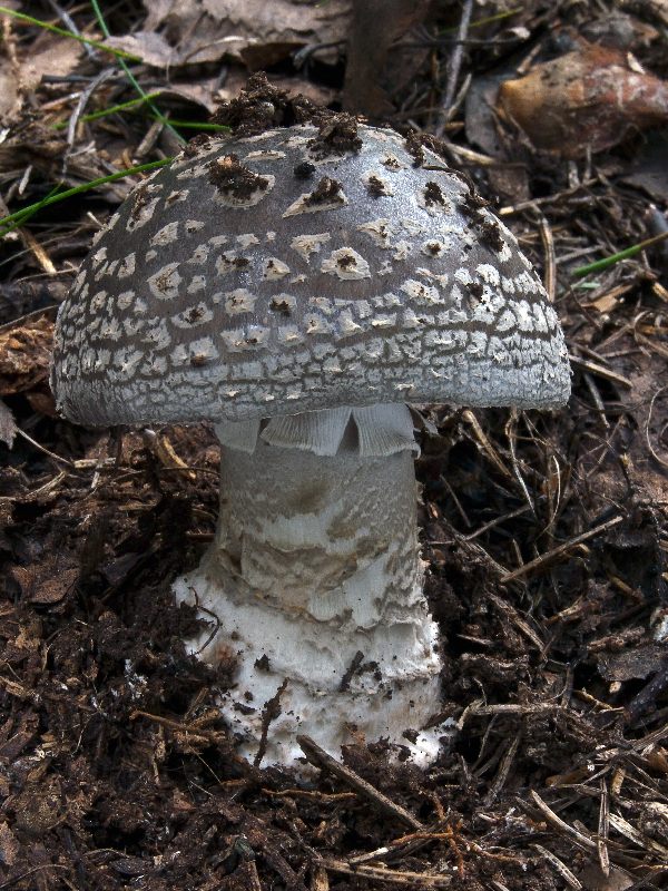 muchotrávka hrubá Amanita excelsa (Fr.) Bertill.