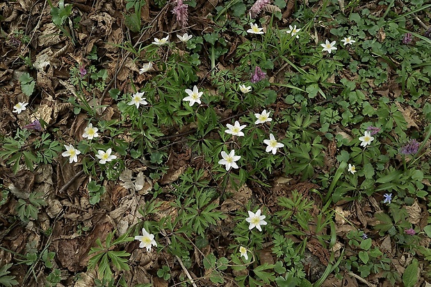 veternica hájna Anemone nemorosa L.