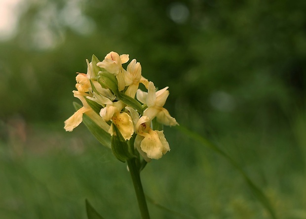 vstavačovec bazový Dactylorhiza sambucina (L.) Soó