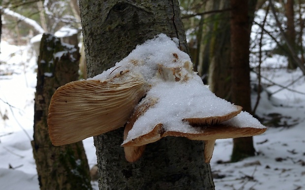 hliva ustricovitá Pleurotus ostreatus (Jacq.) P. Kumm.