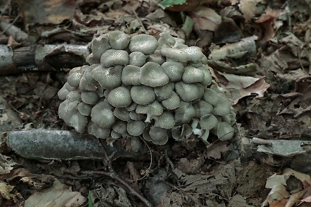 trúdnik klobúčkatý Polyporus umbellatus (Pers.) Fr.