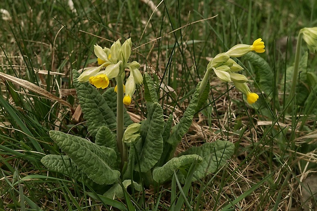 prvosienka jarná Primula veris L.