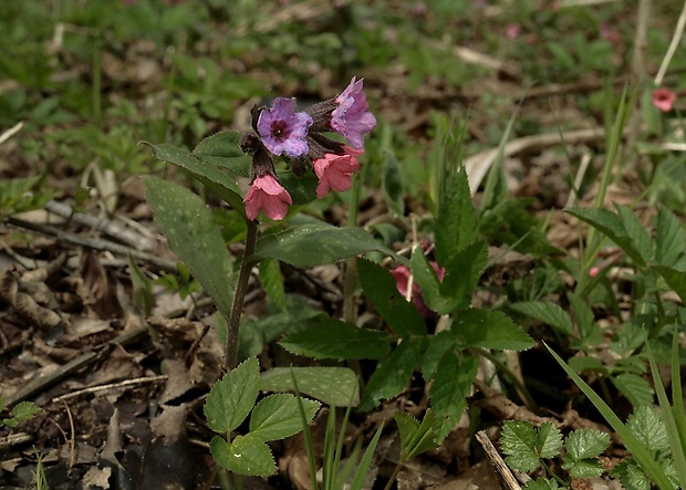 pľúcnik lekársky Pulmonaria officinalis L.