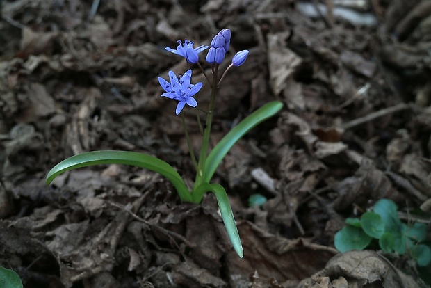 scila karpatská Scilla kladnii Schur