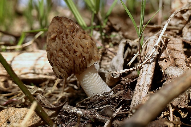 smrčkovec český Verpa bohemica (Krombh.) J. Schröt.