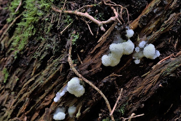 rohačka kríčkovitá v. pórovitá Ceratiomyxa fruticulosa var. porioides