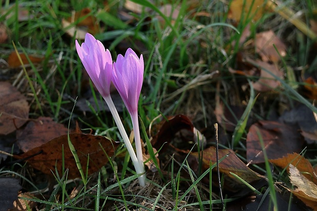 jesienka obyčajná Colchicum autumnale