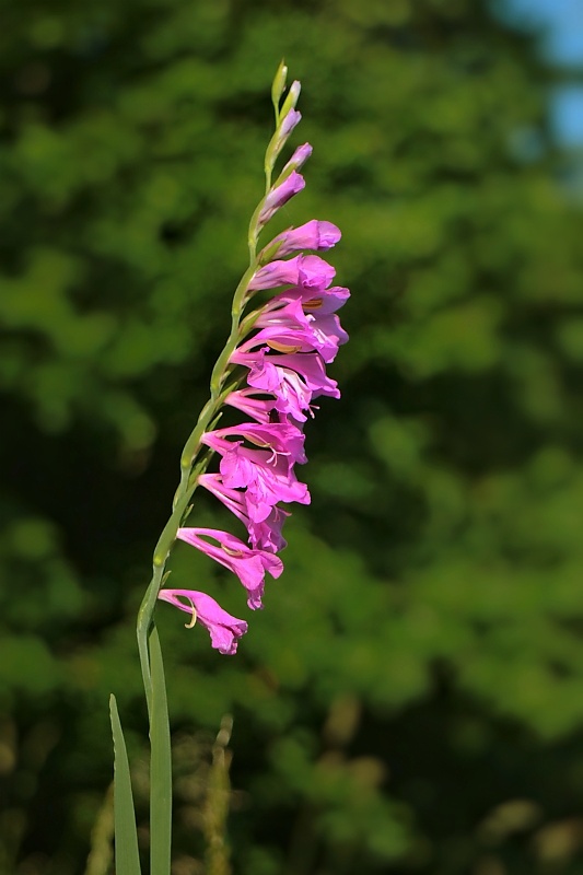 mečík škridlicovitý Gladiolus imbricatus L.