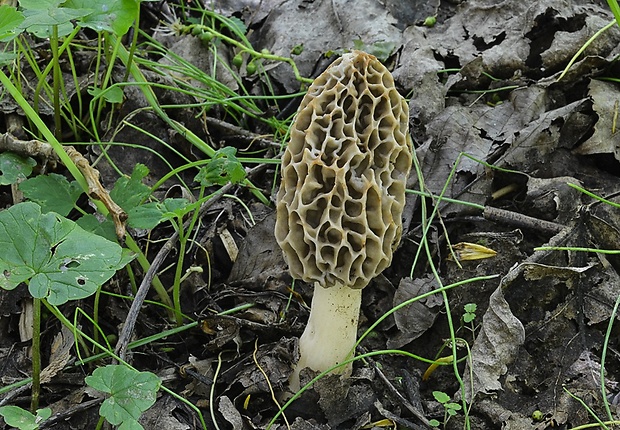 smrčok jedlý Morchella esculenta (L.) Pers.