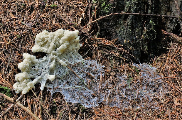 penovka biela Mucilago crustacea var. crustacea P. Micheli ex F.H. Wigg.