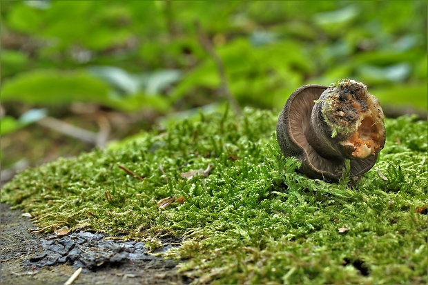 štítovka čiernolupeňová Pluteus atromarginatus (Konrad) Kühner