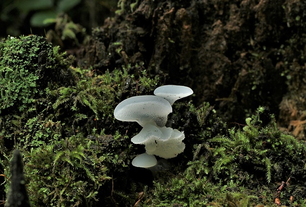 pajelenka želatínová Pseudohydnum gelatinosum (Scop.) P. Karst.