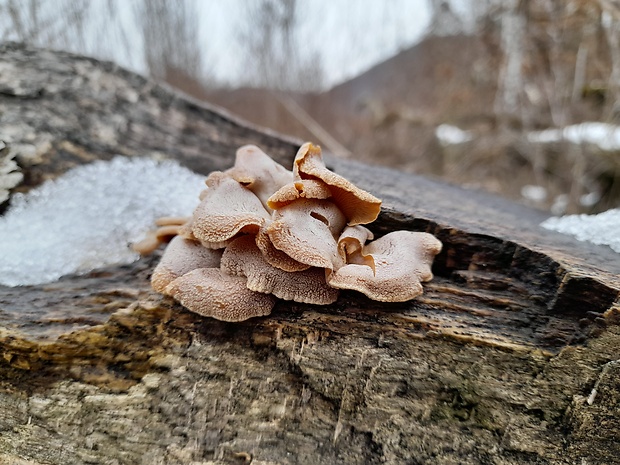 pňovka obyčajná Panellus stipticus (Bull.) P. Karst.